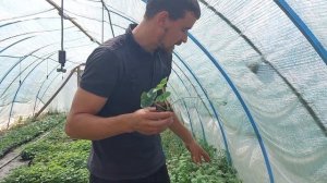 Какую рассаду Купчихи садить что бы получить в следующем году хороший урожай