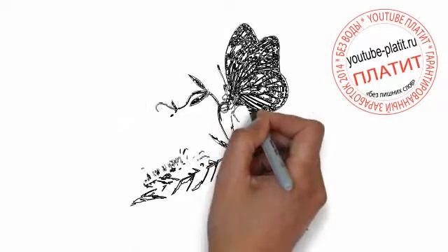 Как карандашом поэтапно нарисовать бабочку на цветке смотреть онлайн