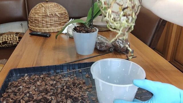 Орхидея погибает. Сгнили корни. Корни у Орхидеи нарастить легко. Результат за год в Закрытой систем смотреть онлайн