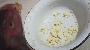 КАК Я КОРМЛЮ СВОЕГО БОЙЦОВОГО ПЕТУХА О ШАМО ?