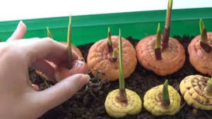 Посадка луковиц гладиолусов