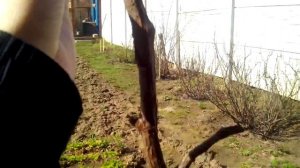 Сухая подвязка винограда. Как подвязывать виноград весной.РАЗМЕЩЕНИЕ ЛОЗ НА ШПАЛЕРЕ.