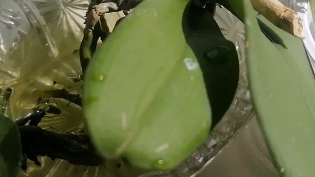 орхидея без корней как спасти и нарастить корни за 3 дня смотреть онлайн