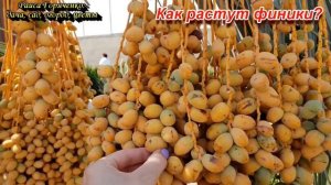 Как растут финики. А Вы знали?