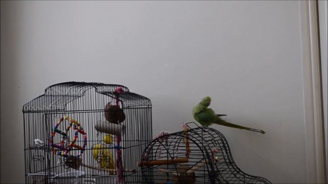 Зажигательные танцы моих попугаев, волнистики и ожереловые! dances of my parrots смотреть онлайн