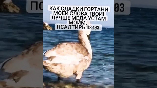 #СловоБожье.Псалом 118
