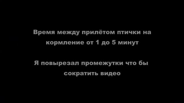 Птичка свила гнездо в мастерской и вывела потомство смотреть онлайн