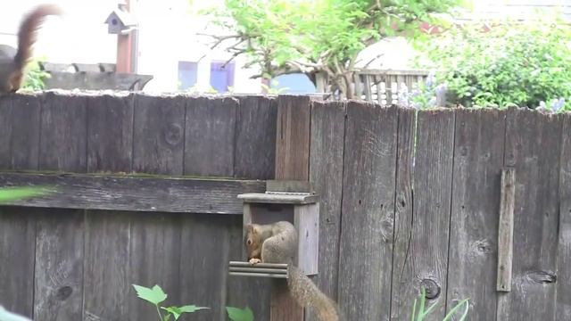 Кормушка для зверушек или белки во дворе смотреть онлайн