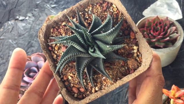 || WHAT IF THE SUCCULENT GETS TOO MUCH SUNLIGHT ? || SUCCULENT CARE TIPS || смотреть онлайн