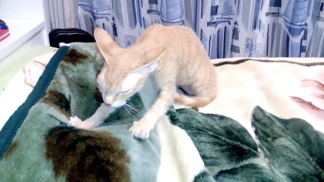 Кошка топчет лапками. смотреть онлайн