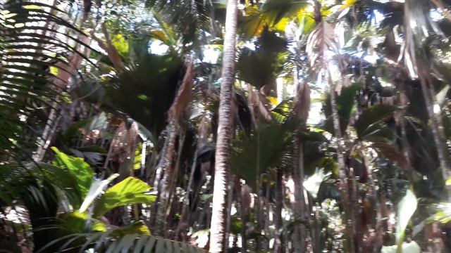 Сейшелы. Остров Праслин . Джунгли- парк смотреть онлайн