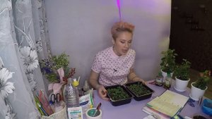 ПЕТУНИЯ ТАЙДАЛ.РАССАДА ПЕТУНИИ, ВАЖНЫЕ СОВЕТЫ!!! 2020