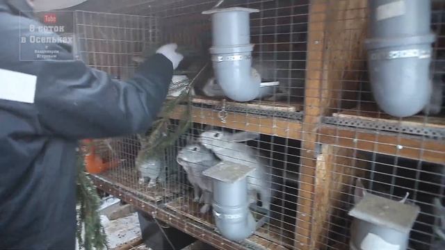 Зимние корма для кроликов. Еловый лапник смотреть онлайн