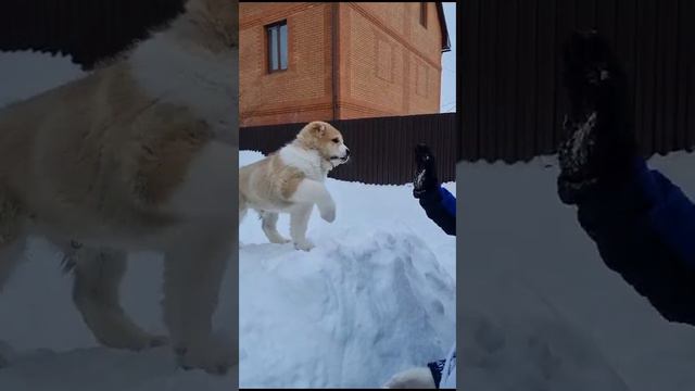 Привет от малыша Мансура с Сахалина