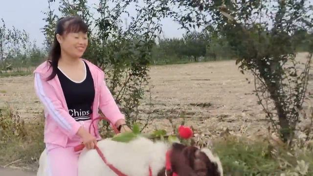 Chinesse girl  ride on sheep. Китайская девушка верхом на овце