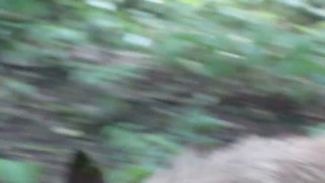 Прогулка Стича (ДОМА) в лесу смотреть онлайн