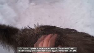 Страусы. Австралийский Эму