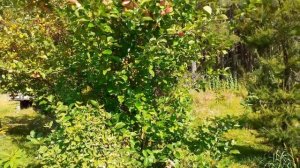 Снежноягодник  хорошо гармонирует с яблоней полукультуркой. Небольшой обзор.