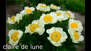 Пионы сорта