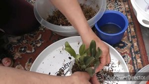 Как посадить орхидею  масдеваллия? Мой вариант ☺.