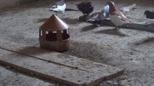 профилактика глистов у голубей "Тетрамизолом"