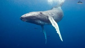 3 часа звуков китов глубоко под водой для сна и расслабления