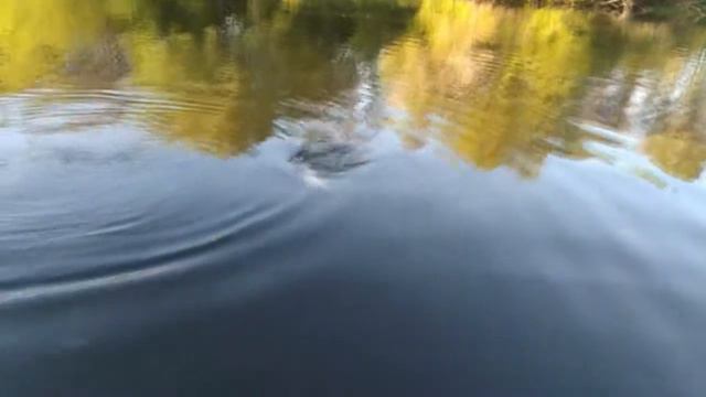 ВЫТАЩИЛ РЫБУ И НЕ ПОВЕРИЛ СВОИМ ГЛАЗАМ! смотреть онлайн