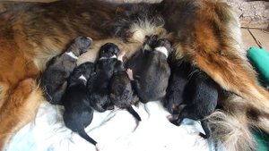 Щенки русской псовой борзой в первый день рождения.