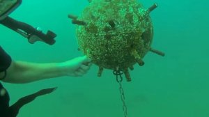 На дне черного моря