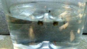 Живой корм для моих скалярий. Скоро начну кормить.