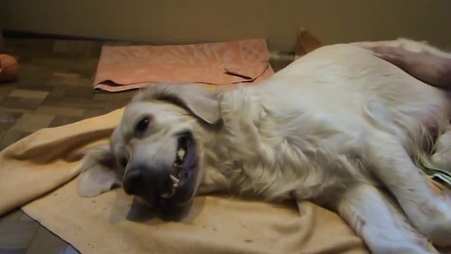 Роды у собаки. Голден Ретривер. Рожаем с позитивом=) смотреть онлайн