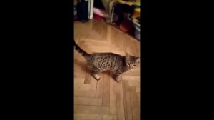 КАК воспитать котенка бенгала