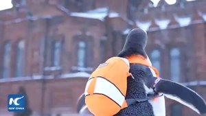 КАРТА МИР - ХАРБИН (Penguins Harbin, NE)