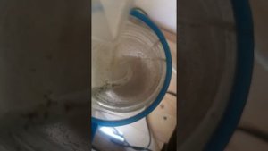 Разведение артемии в домашних условиях.