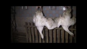 Племенной завод Махалов Линия по убою гусей