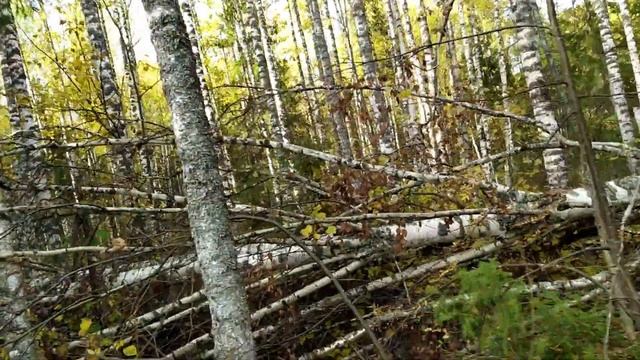 ТАЕЖНЫЕ ПРИКЛЮЧЕНИЯ (часть 1)