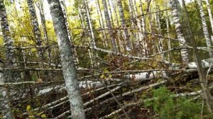 ТАЕЖНЫЕ ПРИКЛЮЧЕНИЯ (часть 1)
