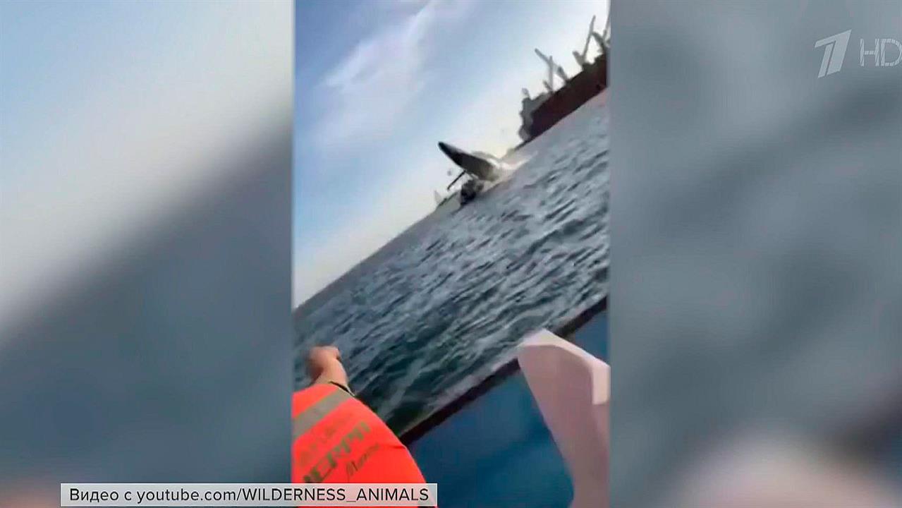 В Калифорнийском заливе кит выпрыгнул из воды и травмировал туристов