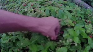 Грядка с земляникой лесной. Выращивание лесной земляники у себя на участке