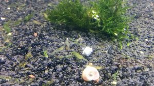 Креветка зеленая бабаулти Caridina Babaulti Green