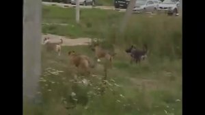 Ультразвуковой отпугиватель собак в действии видео. Тест. Демонстрация