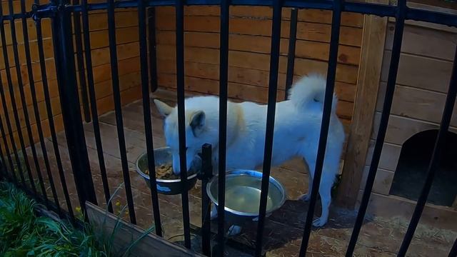 Кормлю лаек сухим кормом смотреть онлайн