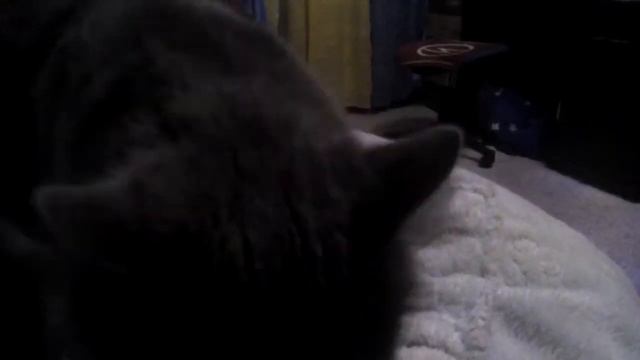 Кошка Ася ест шоколад смотреть онлайн