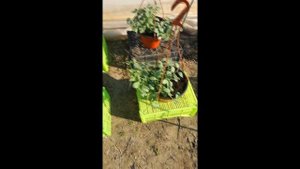 Ампельная петуния Парпл Вельвет