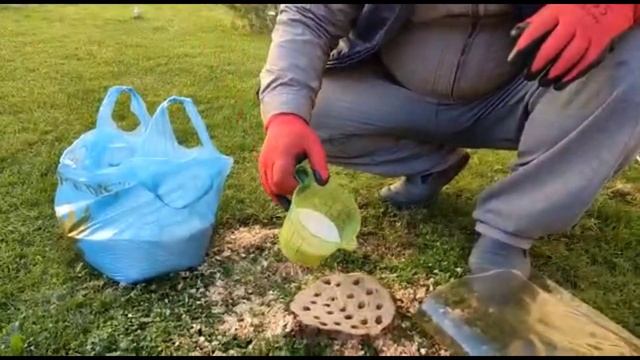Как убрать пень с огорода / с помощью селитры / пень / #video #сад #огород #пень  #селитра