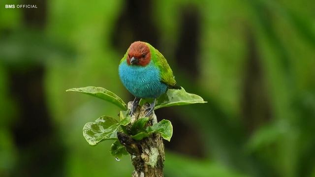 4K 60fps Великолепные птицы HDR ULTRA HD Beautiful bird