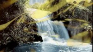 Олег Погудин   Что ты клонишь над водами.