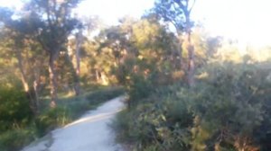 АВСТРАЛИЯ  Природа  Австралии  Джунгли  Лазаем по  горам  Неизвестное Животное