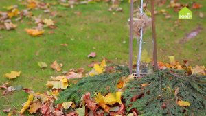 Подготавливаем молодые деревья к зиме: чехол из пластиковой бутылки