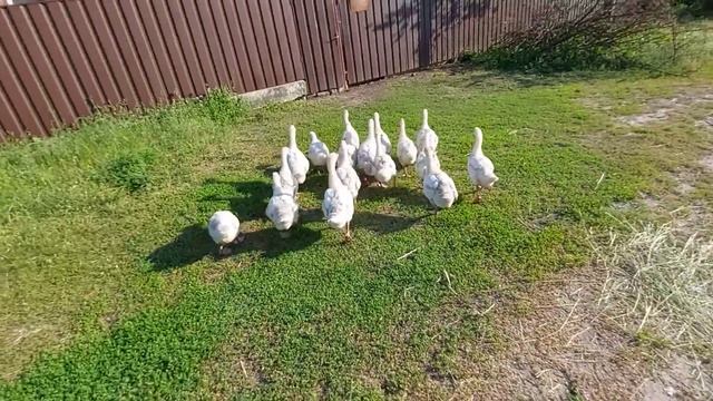 Чьи гусята  крупнее?? Мои или тёти Нины))) покупали в один день у одного продавца! смотреть онлайн